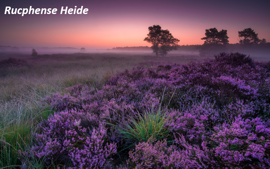 Rucphense Heide, Bos rucphen, heide rucphen, rucphense bossen