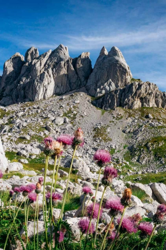 Ruige bergtoppen met wilde bloemen in Durmitor National Park, Montenegro